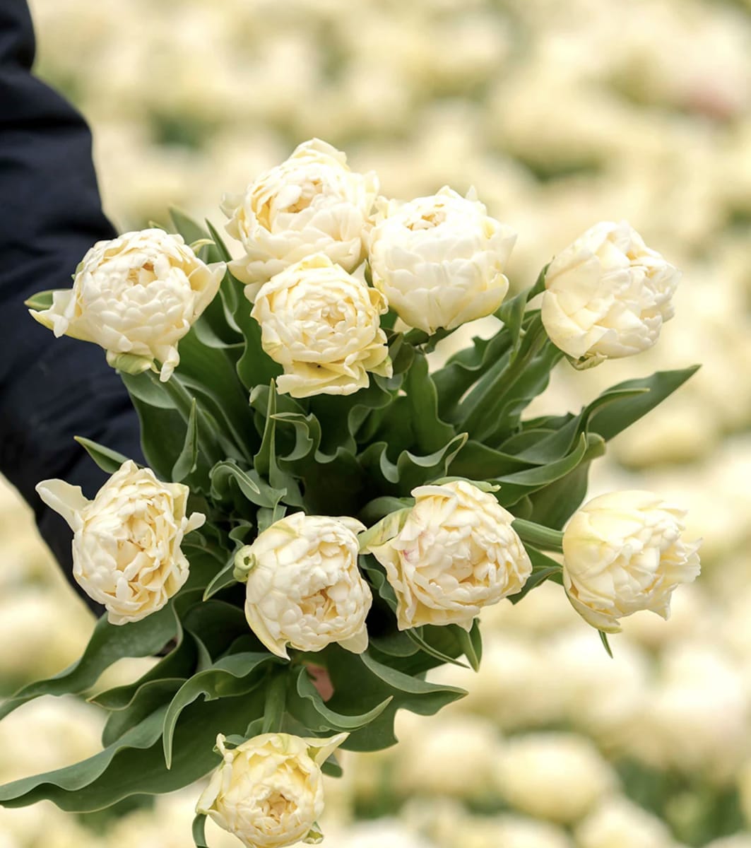 Pack 60 Bulbos Tulipas.Color: Crema Doble  . Calibre 12 +3