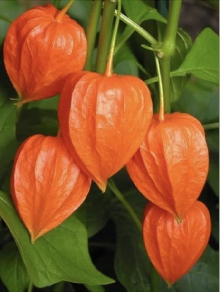 Linterna China ( Physalis Alkekengi)2