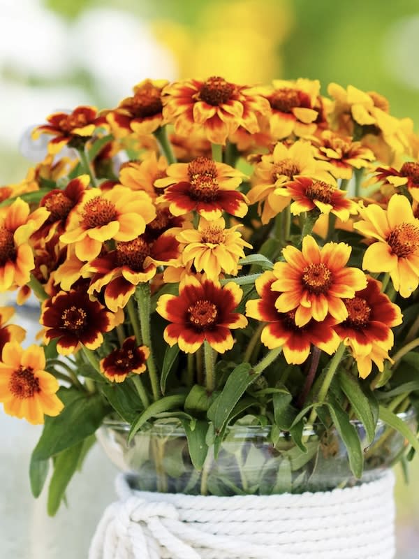 ZINNIA Tapis de Persia Enana, Variada3