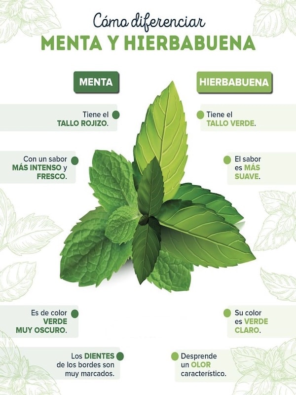 Hierbabuena, Semillas2