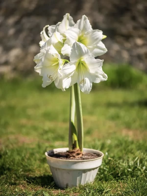 Amaryllis Clásico.Calibre Grande.  Bulbos. Color Blanco.4