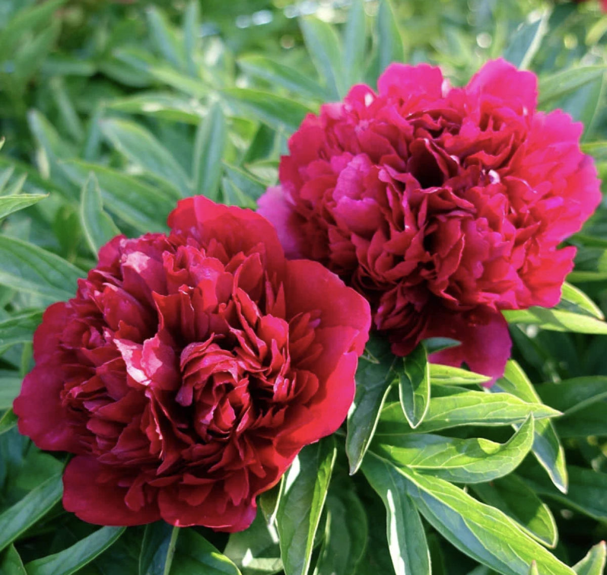 Rizoma de Peonía. Rojo4