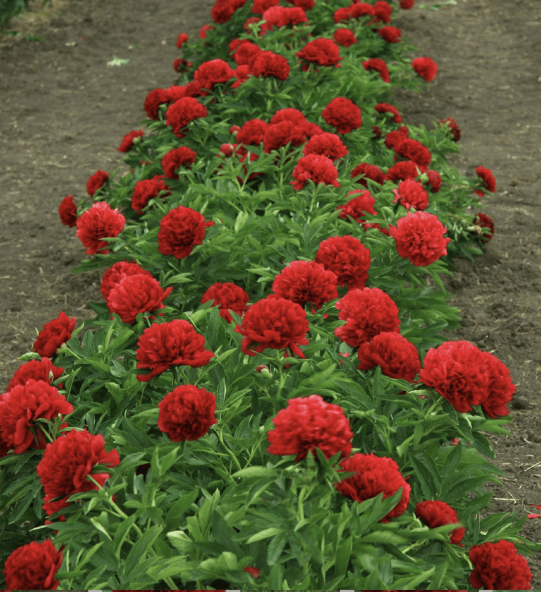 Rizoma de Peonía. Rojo3