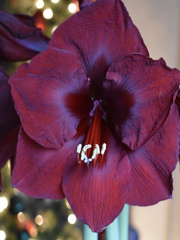 Amaryllis Clásico Calibre G¡rande. Color: Rojo Terciopelo size: 26/284
