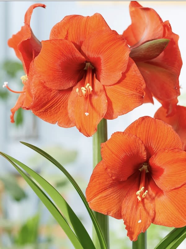 Amaryllis Clásico Calibre Grande Color: Rojo /Naranja Size: 26/284