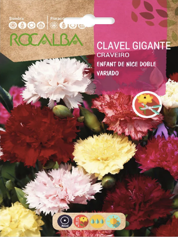 CLAVEL GIGANTE Enfant De Nice Doble Variado1