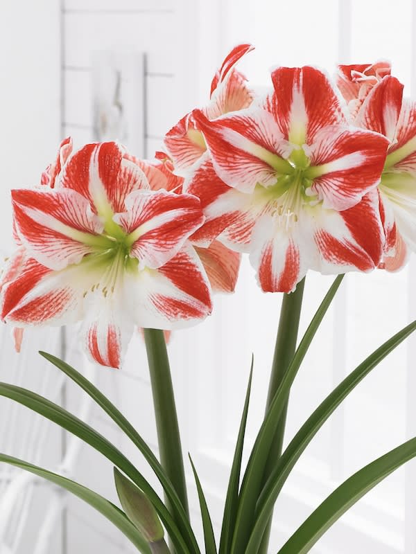 Amaryllis Clásico Calibre Grande.  Color: Rojo/Blanco Size: 26/282