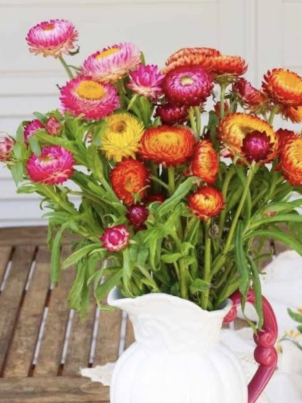 Siempreviva Gigante. Colores Variados4