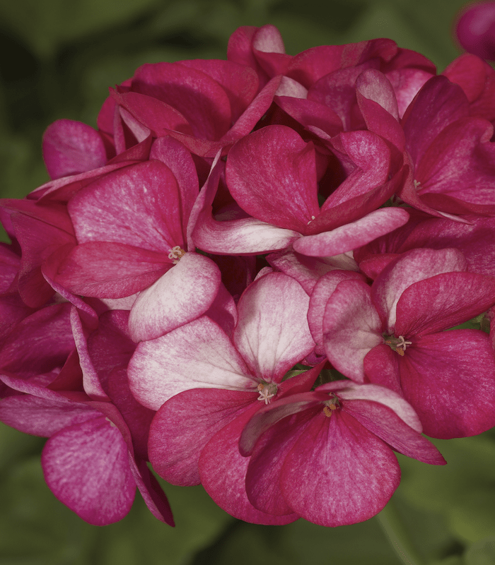 GERANIO. Color: Escarlata4