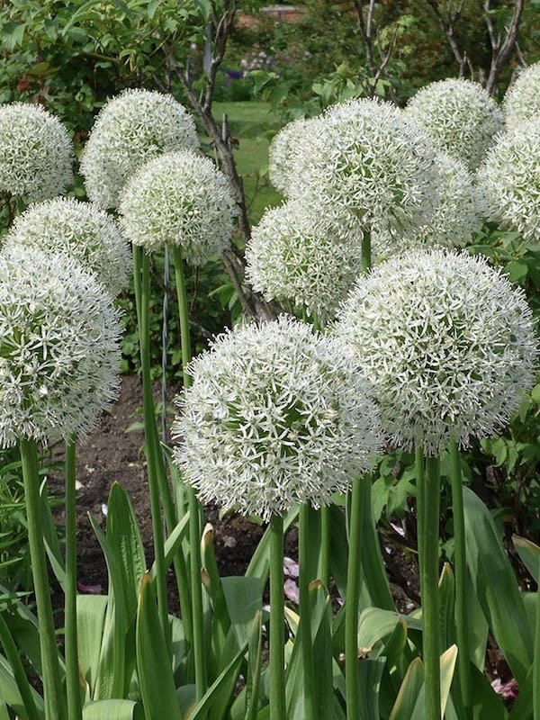 Bulbos Allium Blanco Calibre 14-162