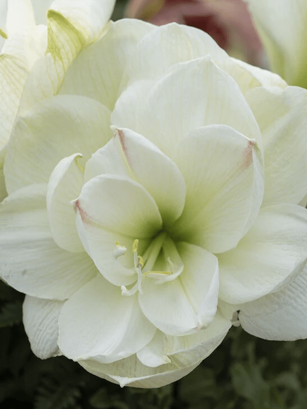 Amaryllis  Exclusivos  Color: BLanco Doble Toques Rosa. size: 26/283