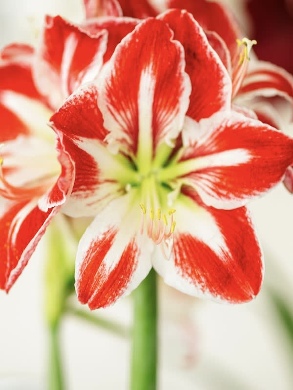 Amaryllis Clásico Calibre Grande.  Color: Rojo/Blanco Size: 26/283