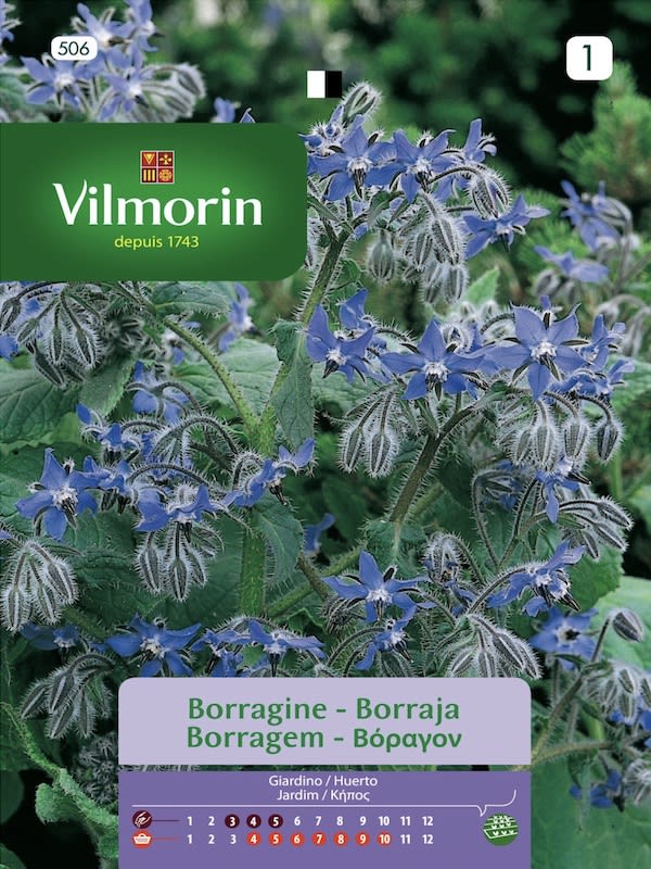BORRAJA (Vilmorin)1