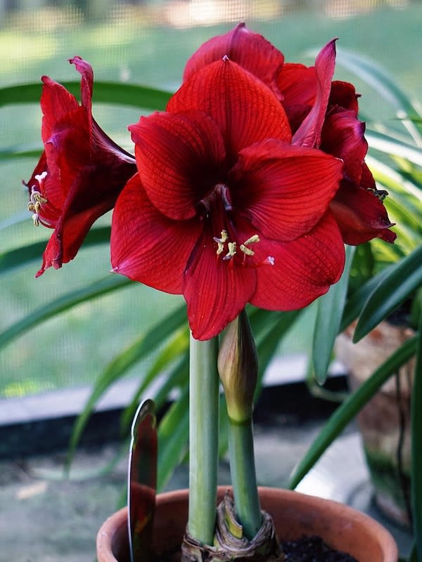 Amaryllis Exclusivo Doble. Color: Rojo-Málaga Size. 26/284