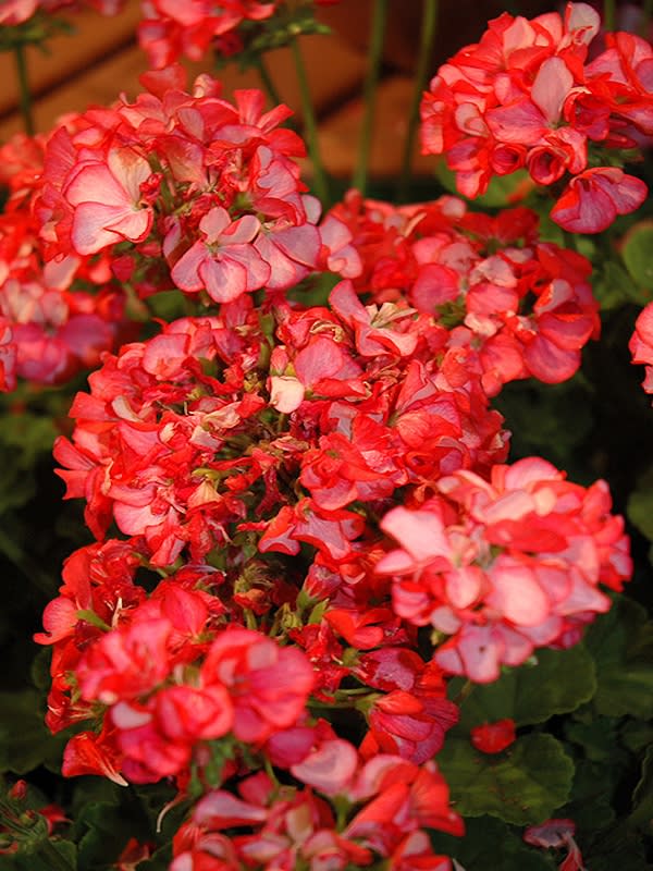 GERANIO. Color: Escarlata3