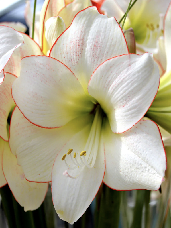 Amaryllis Exclusivos  Color Blanco Borde Rojo. Size: 26/284