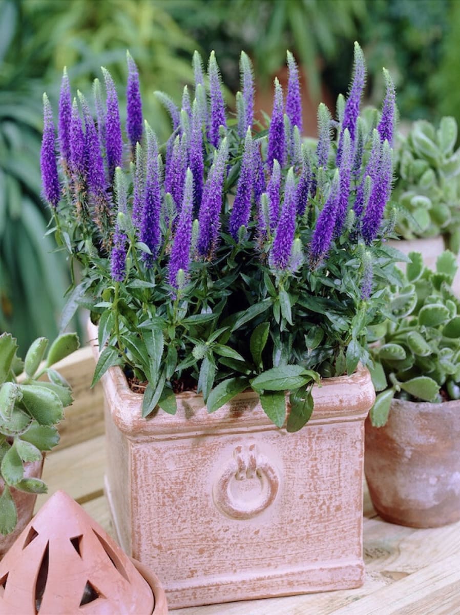 Verónica Spicata. Color: Azul3