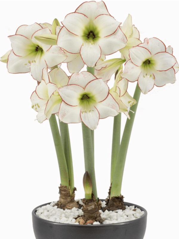 Amaryllis Exclusivos  Color Blanco Borde Rojo. Size: 26/282