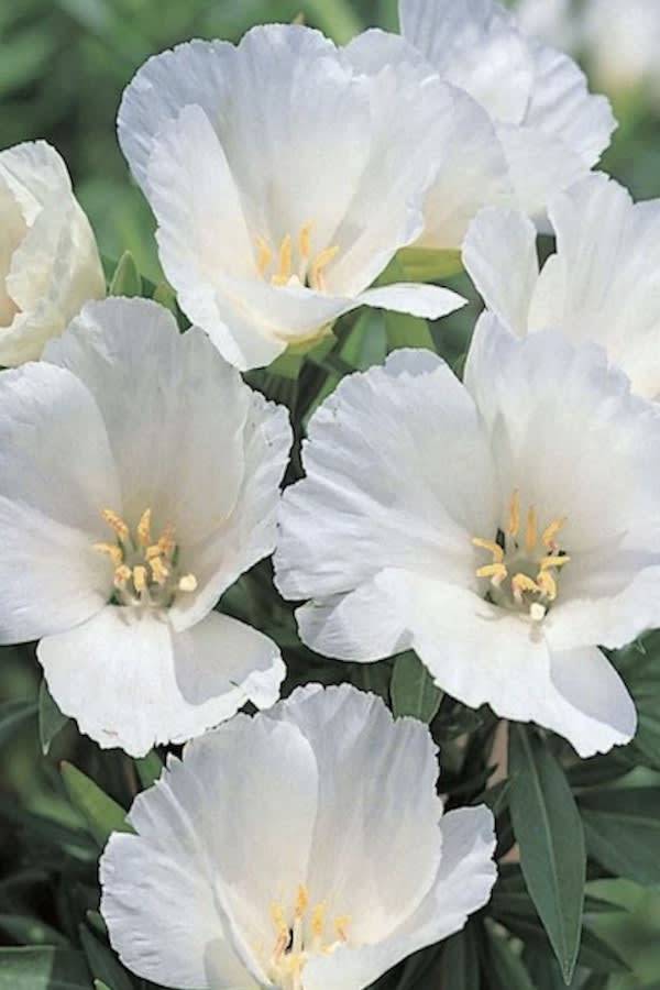 GODECIA Flor de Azalea4