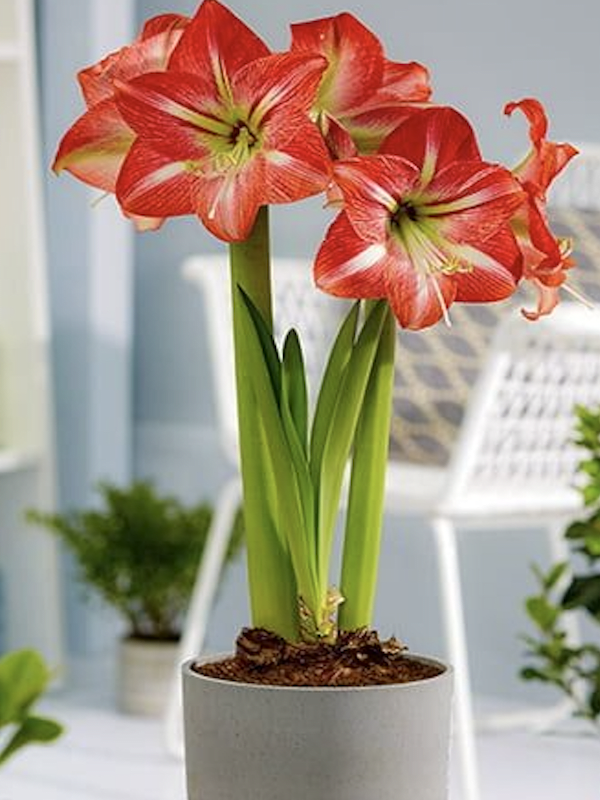 Amaryllis  Exclusivos  Color. Rojo  Puntas Blancas Calibre Grande Size: 26/283
