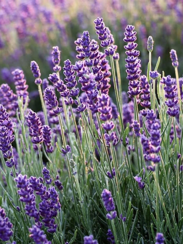 LAVANDA . Lavandula Angustifolia.4