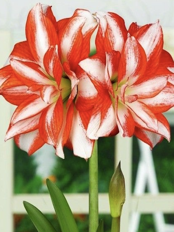 Amaryllis  Exclusivos  Color. Rojo  Puntas Blancas Calibre Grande Size: 26/282