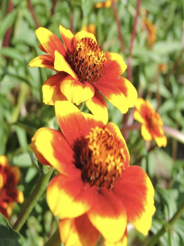 ZINNIA Tapis de Persia Enana, Variada4