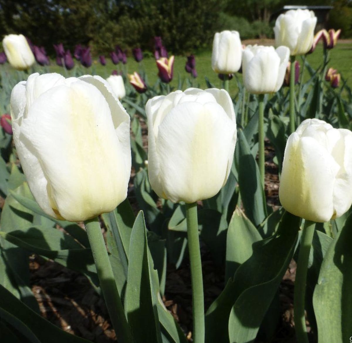 1 Docena de Bulbos Tulipas Color: Blanco Invierno . Calibre 12-144