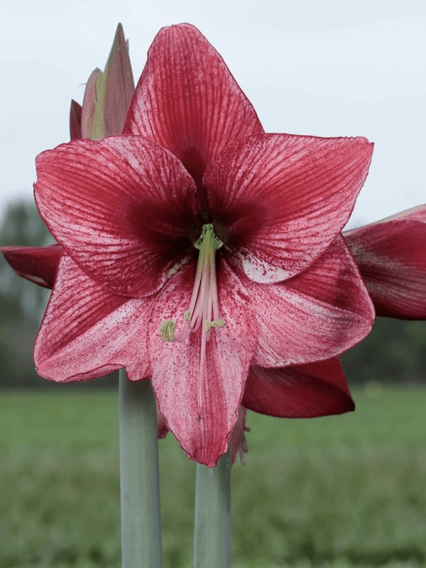 Amaryllis Exclusivos  Color: Rojo/Rosado. Size: 26/283