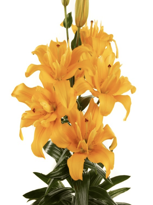 Lilium Oriental. Color: Naranjo Doble. Size. 14/162