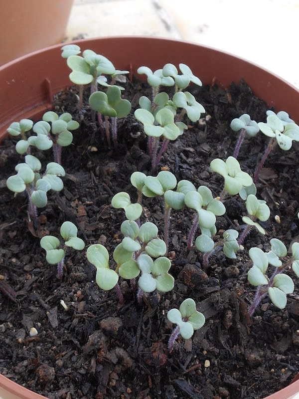 Mostaza Blanca, Semillas4