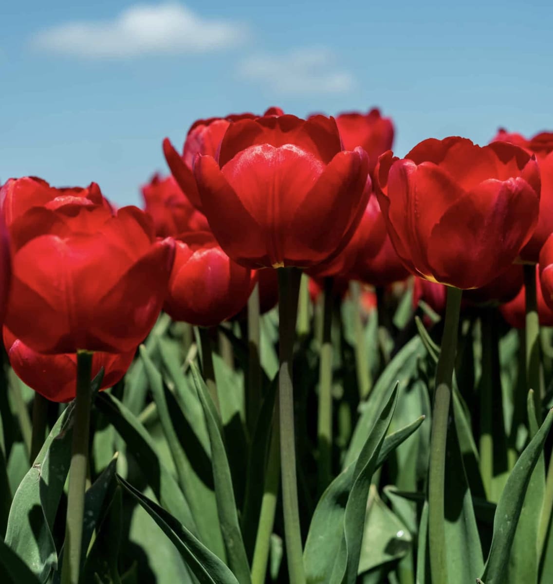 5 Docenas de Bulbos Tulipas Color: Rojo Italiano. Calibre 12-143