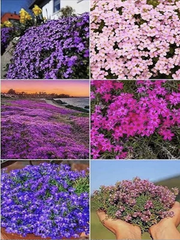 Mezcla de Flores Tapizantes3