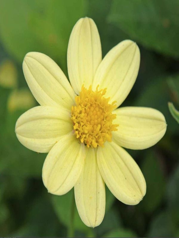 Champas Bulbos de Dalias Top Mix Enanas Color: Amarillo3