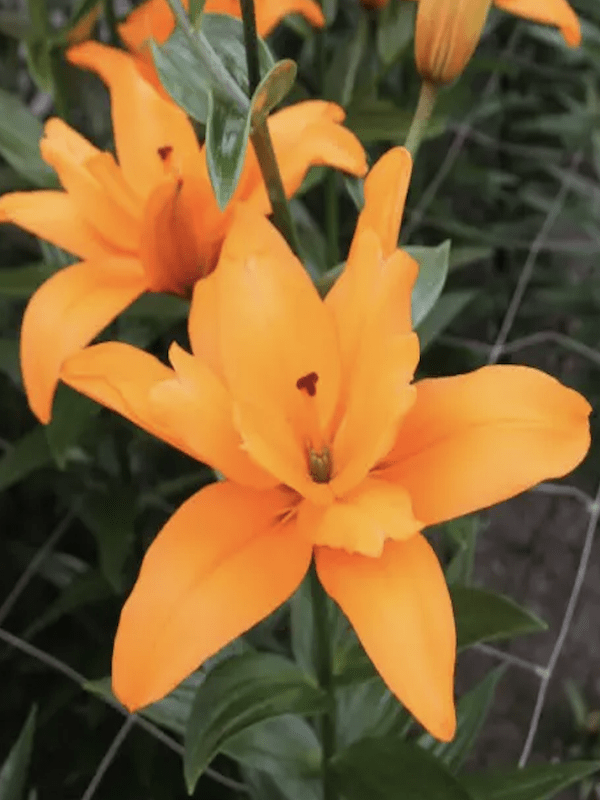 Lilium Oriental. Color: Naranjo Doble. Size. 14/164