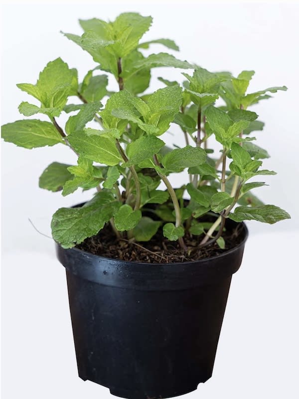 Hierbabuena, Semillas3