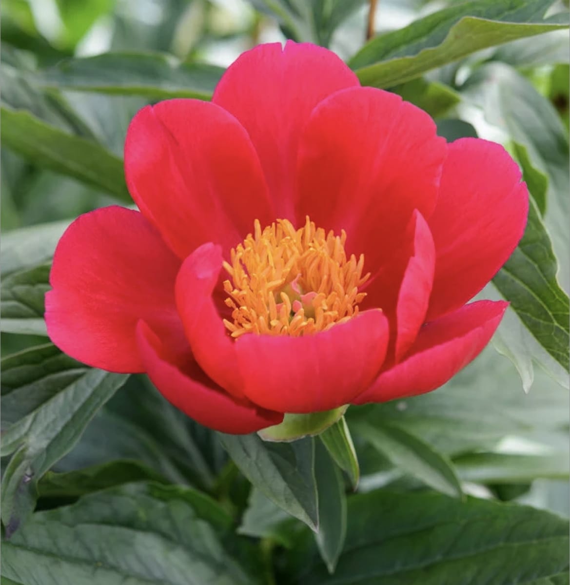 Rizoma de Peonía  Color: Fucsia Centro Amarillo3
