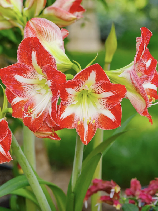Amaryllis Clásico Calibre Grande.  Color Rojo Rayas Blancas Size: 26/284
