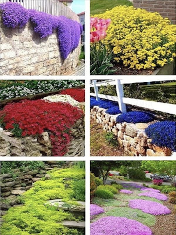 Mezcla de Flores Tapizantes4