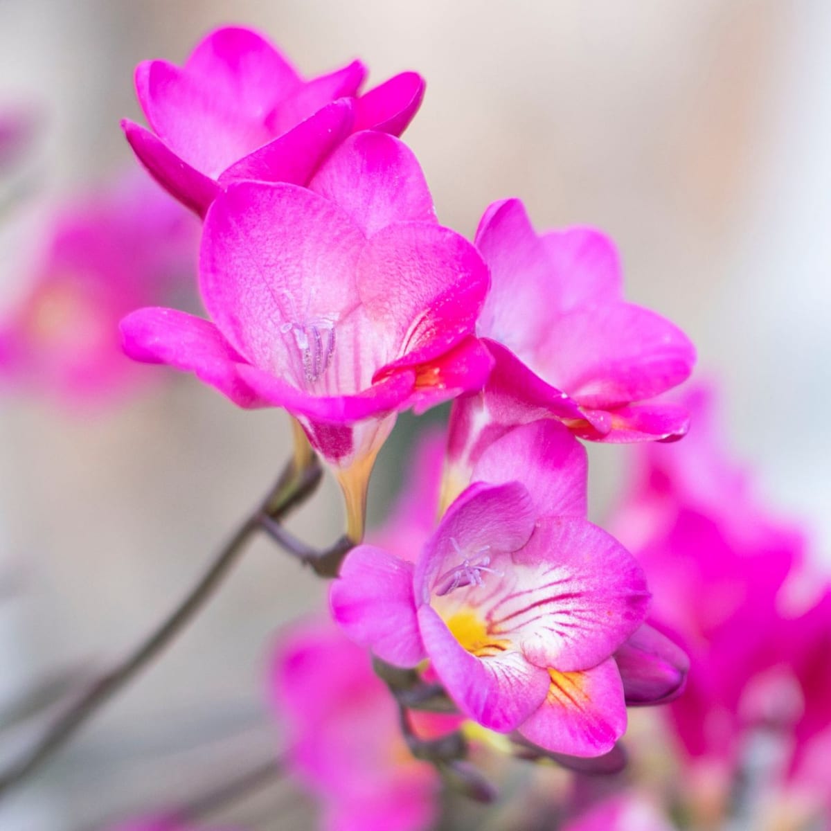 Bulbos Fresias Rosadas. Pack 10 Unidades  SIZE: 5+2