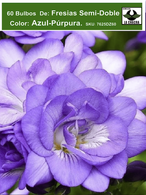 60 Bulbos Fresias  Semi-Dobles  Color : Azul-Púrpura Size: 5+1