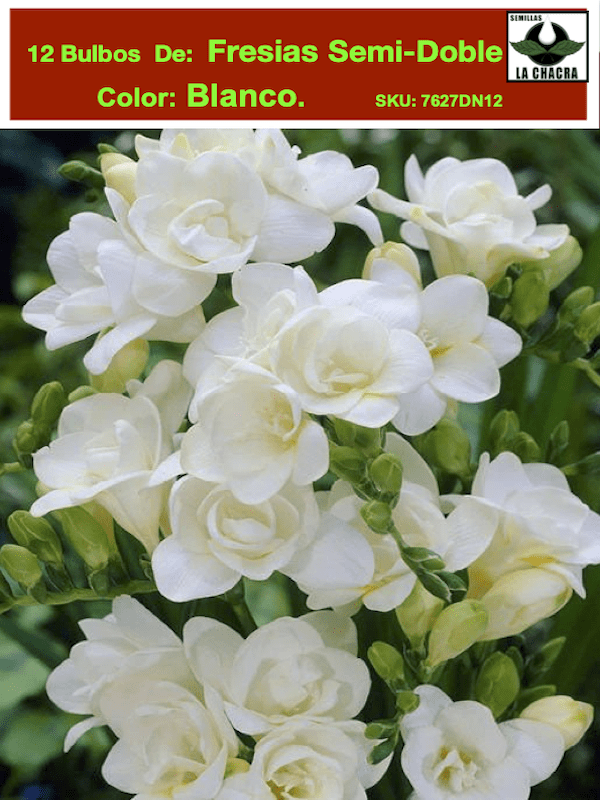 Pack 12 Bulbos Fresias Semi-Dobles  Color: Blanco Size: 5+1