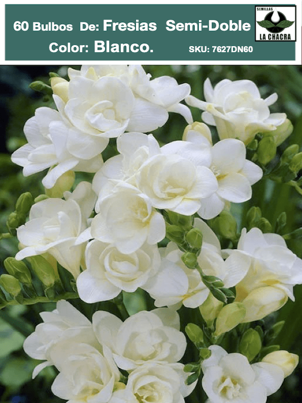 60 Bulbos Fresias Semi-Dobles.  Color: Blanco  Size: 5+1