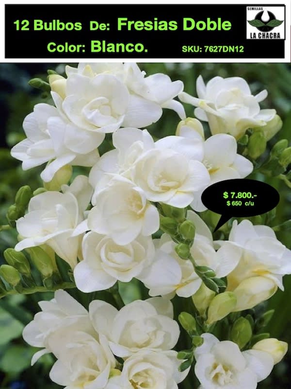 Pack 12 Bulbos Fresias Dobles  Color: Blanco Size: 5+1