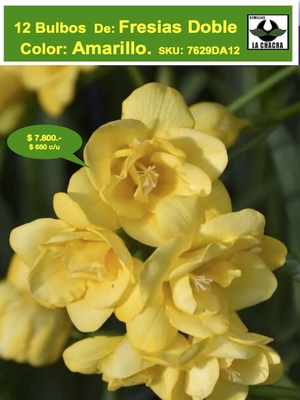 Pack 12 Bulbos Fresias Dobles  Color: Amarillo Size: 5+1