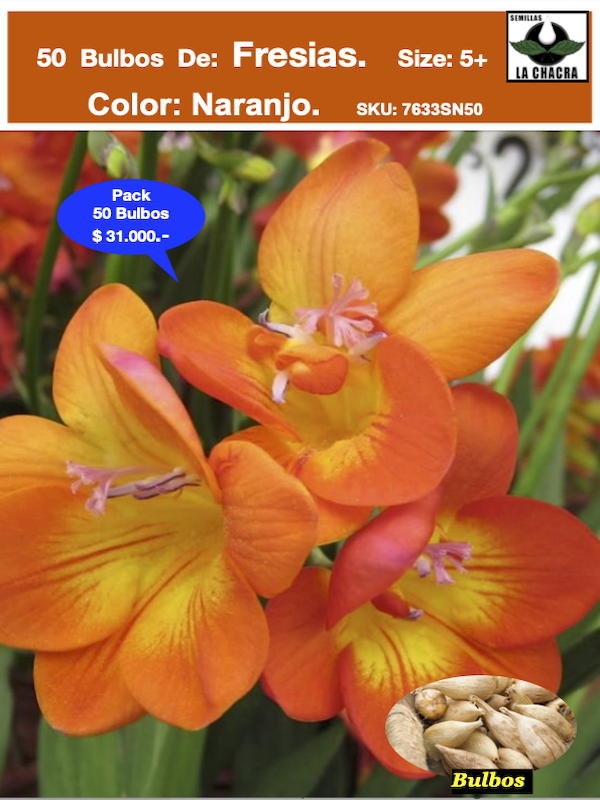 Fresias Naranjas. Pack 50 Unidades   SIZE: 5+1