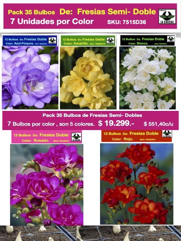 Pack 35 Bulbos Fresias Semi-Dobles.1