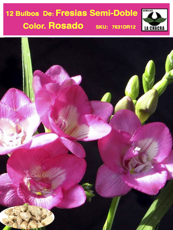 Pack 12 Bulbos Fresias Semi- Dobles  Color: Rosado Size 5+1