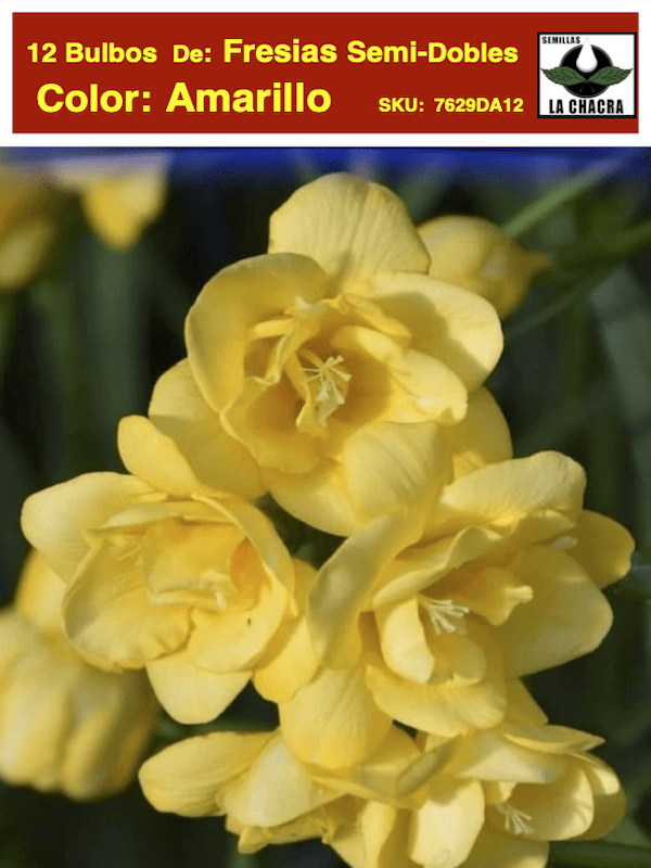 Pack 12 Bulbos Fresias Semi-Dobles  Color: Amarillo Size: 5+1