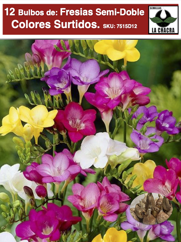 1 Docena Bulbos de Fresias Semi-Dobles. Colores Variados Size: 4/51